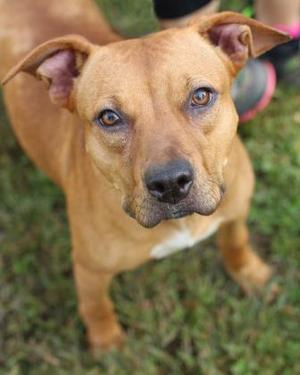 A brown dog with floppy ears and a black nose looking directly at the camera.
