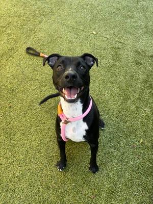 A black and white dog wearing a pink collar and harness, sitting on green artificial grass.