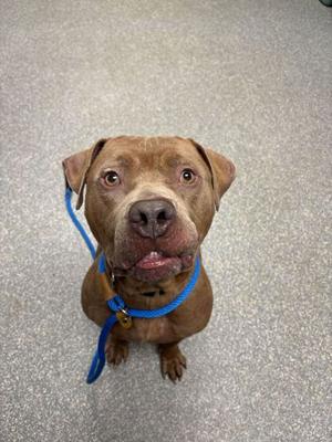 Bubba Sparks, Mixed Breed, adult, available for adoption