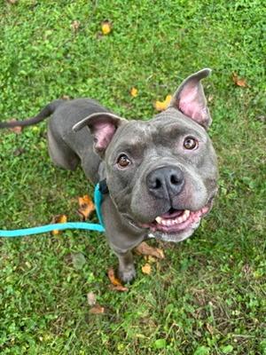Chonky, Mixed Breed, adult, available for adoption