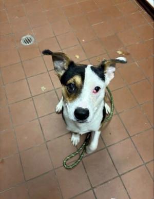 A dog with a white face, black and brown patches, and a green leash, sitting on a tiled floor.