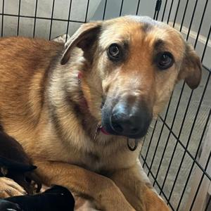 LunaC, Shepherd, young, available for adoption