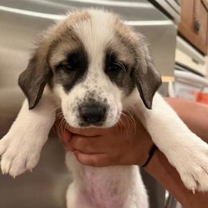 Katara, Anatolian Shepherd, puppy, available for adoption