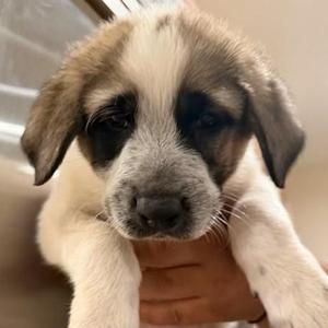 Zuko, Anatolian Shepherd, puppy, available for adoption