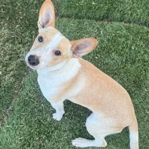 A small dog with a light brown and white coat, standing on green grass and looking up at the camera.