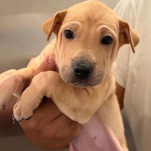 Winston, Shar-Pei, puppy, available for adoption
