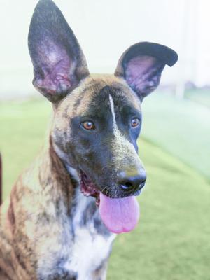 a brindle dog with large ears and a pink tongue sticking out