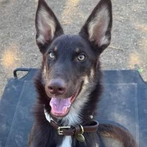 A close-up of a black and brown dog with pointed ears and a happy expression, wearing a collar.