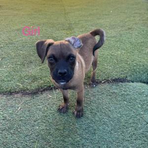 a brown puppy standing on green grass