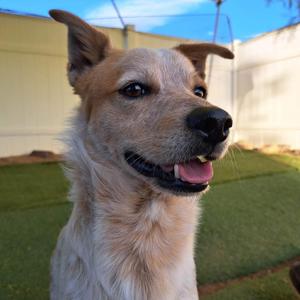 Corn Chip, Australian Cattle Dog / Blue Heeler / Dachshund, young, available for adoption