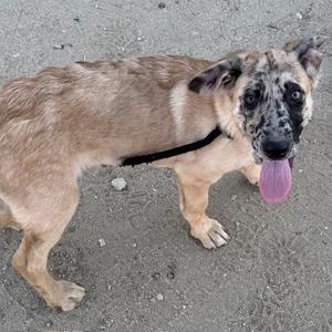 a dog with a black and tan coat standing on a concrete surface, its tongue out and looking up
