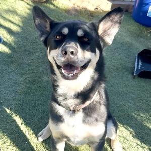 Bailey, Husky / Shepherd, young, available for adoption