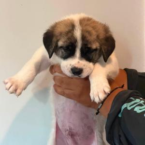 Sokka, Anatolian Shepherd, puppy, available for adoption