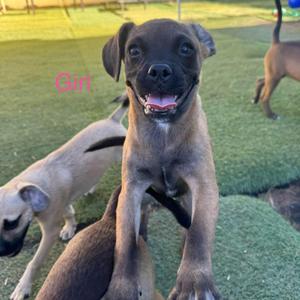 A brown puppy with a black muzzle and floppy ears is sitting on a green artificial turf, looking directly at the camera with its mouth open. Another puppy is visible in the background.
