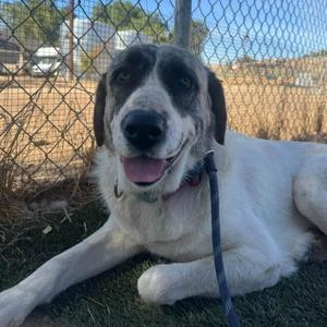 Nuna, Anatolian Shepherd, adult, available for adoption
