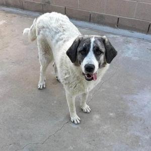 A white and black dog standing on a concrete surface with its tongue out.