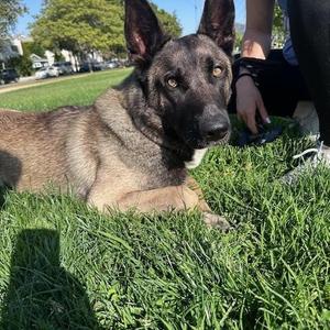 Deuce, Belgian Shepherd / Malinois, young, available for adoption