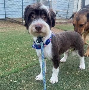 A small brown and white dog with a blue bandana stands on grass, with another dog partially visible behind it.