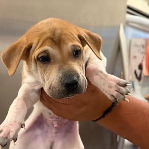Schmidt, Shar-Pei, puppy, available for adoption