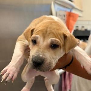 Nick, Shar-Pei, puppy, available for adoption