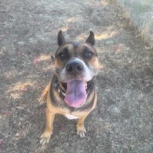 A brown and black dog with a pink tongue sticking out, sitting on a dirt path.