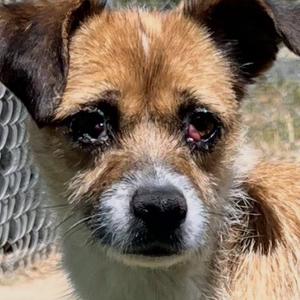 Lotus, Terrier, young, available for adoption