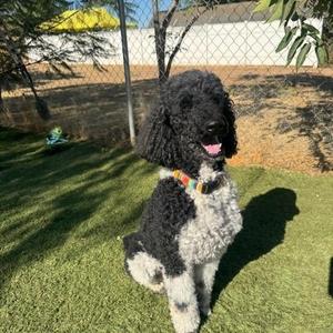 Bodhi, Poodle, adult, available for adoption