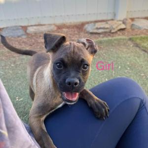 Tuesday, Australian Shepherd / Pug, puppy, available for adoption