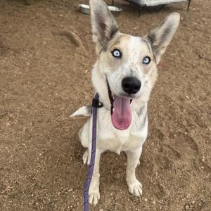 A white dog with blue eyes and a pink tongue sticking out, sitting on a dirt ground.