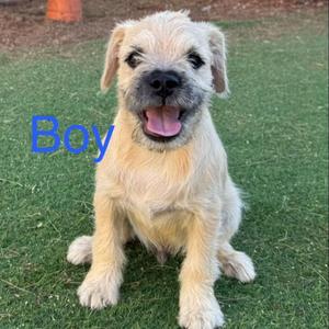 A small, fluffy dog with a light-colored coat sitting on grass. The dog has a happy expression with its mouth open and tongue out. The word "Boy" is written in blue text on the left side of the image.