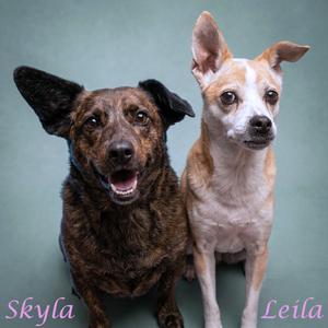 Skyla D25-202, Corgi, Cardigan Welsh, senior, available for adoption