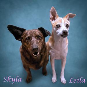 Leila D25-201, Terrier, Rat, senior, available for adoption