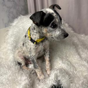 A black and white spotted dog wearing a yellow collar, sitting on a fluffy white blanket.