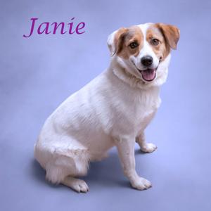 Janie D26-137, Collie, Border, adult, available for adoption