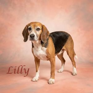 Lilly D26-156, Beagle, senior, available for adoption