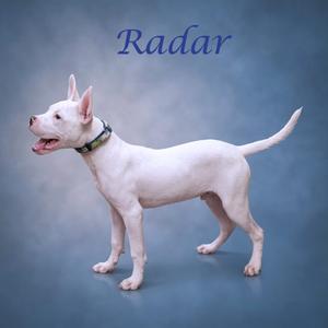 A white dog standing on a blue background with the word "Radar" written above it.