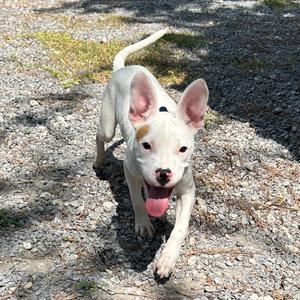 Radar D26-155, Terrier, Pit Bull, available for adoption