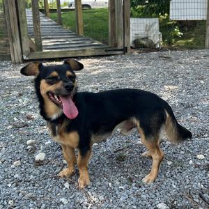 Astro D26-166, Chihuahua, adult, available for adoption