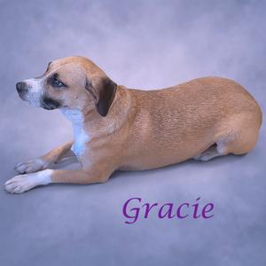 Gracie D26-059, Hound, adult, available for adoption