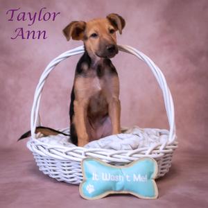 Taylor Ann D26-148, Mixed Breed (Medium), available for adoption