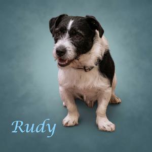A black and white dog named Rudy sitting on a blue background