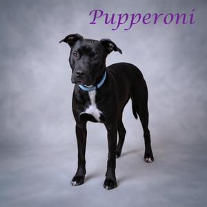 Pupperoni D26-154, Terrier, Pit Bull, young, available for adoption