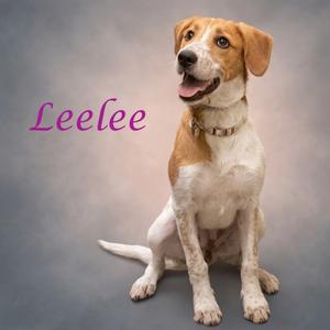 A brown and white dog sitting on a gray background with the name "Leelee" written in pink text.