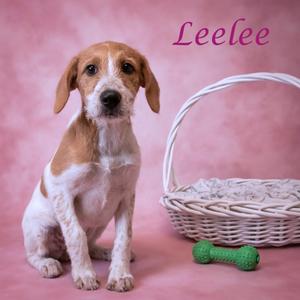 Leelee D26-151, Hound, available for adoption