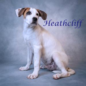 Heathcliff D26-147, Great Dane, available for adoption