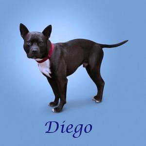 Diego D26-042, Terrier, Pit Bull, adult, available for adoption
