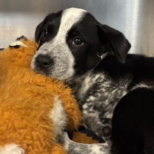 Gourd D26-171, Queensland Heeler, available for adoption