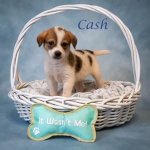 Cash D26-145, Shepherd, Australian, available for adoption