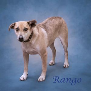 Rango D24-062, Mixed Breed (Medium), senior, available for adoption