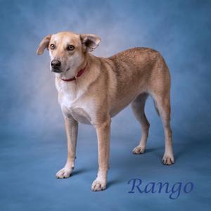 A light brown dog with a red collar standing on a blue background. The name "Rango" is written in blue text at the bottom right of the image.